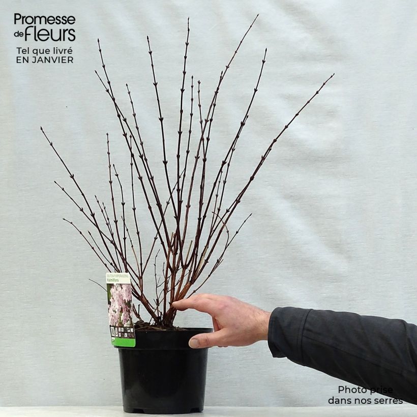 Spécimen de Deutzia purpurascens Kalmiiflora - Deutzie Pot de 3L/4L tel que livré en hiver