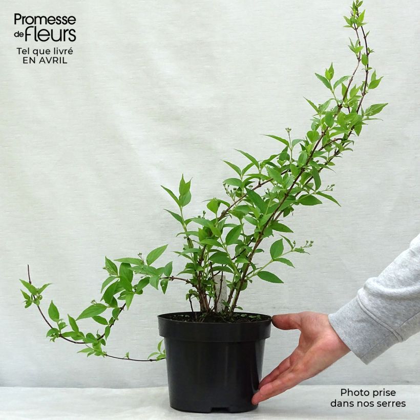 Spécimen de Deutzia purpurascens Kalmiiflora - Deutzie Pot de 3L/4L tel que livré au printemps