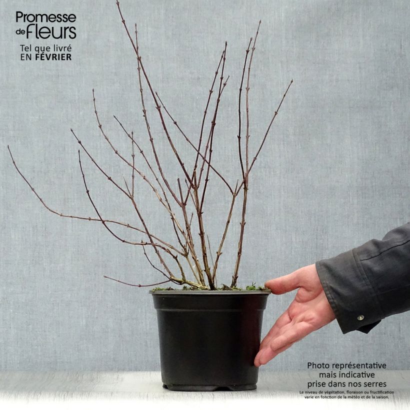 Spécimen de Deutzia rosea Campanulata Pot de 2L/3L tel que livré en hiver