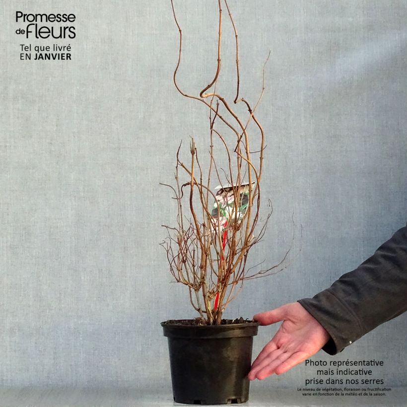 Spécimen de Deutzia scabra Codsall Pink - Deutzie Pot de 2L/3L tel que livré en hiver