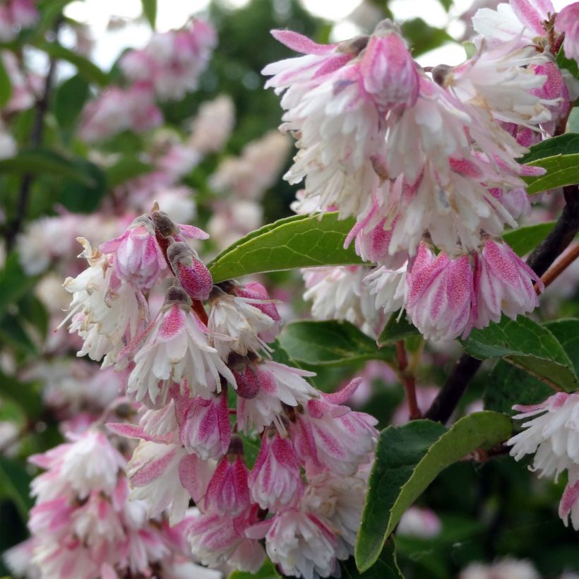 Deutzia scabra Plena - Bruidsbloem (Bloei)