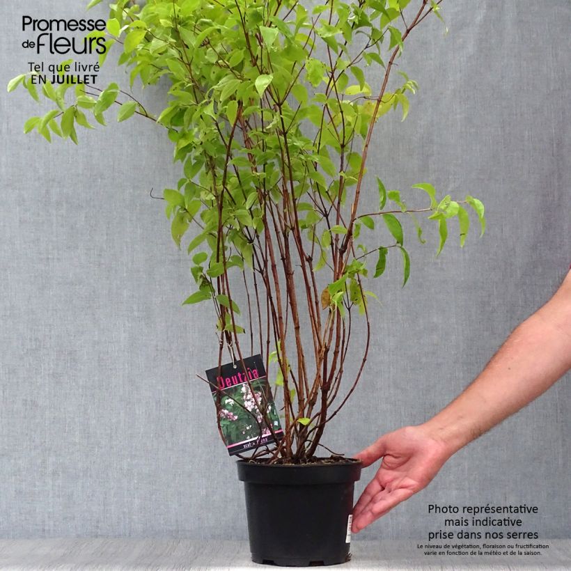 Spécimen de Deutzia scabra Plena - Deutzie Pot de 2L/3L tel que livré en été