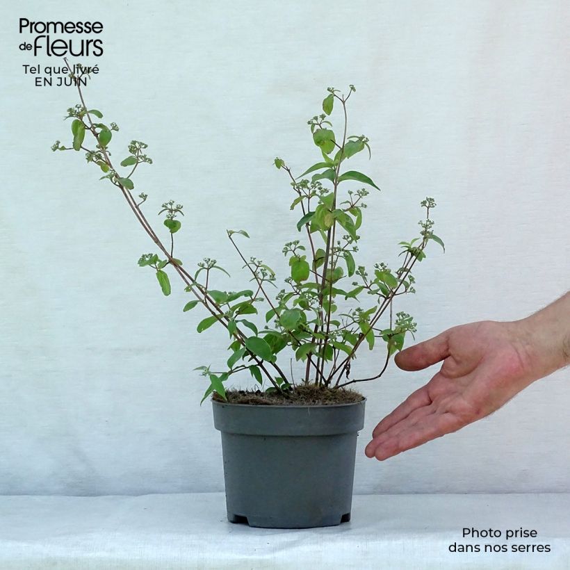 Spécimen de Deutzia setchuenensis Corymbiflora Pot de 2L/3L tel que livré en été