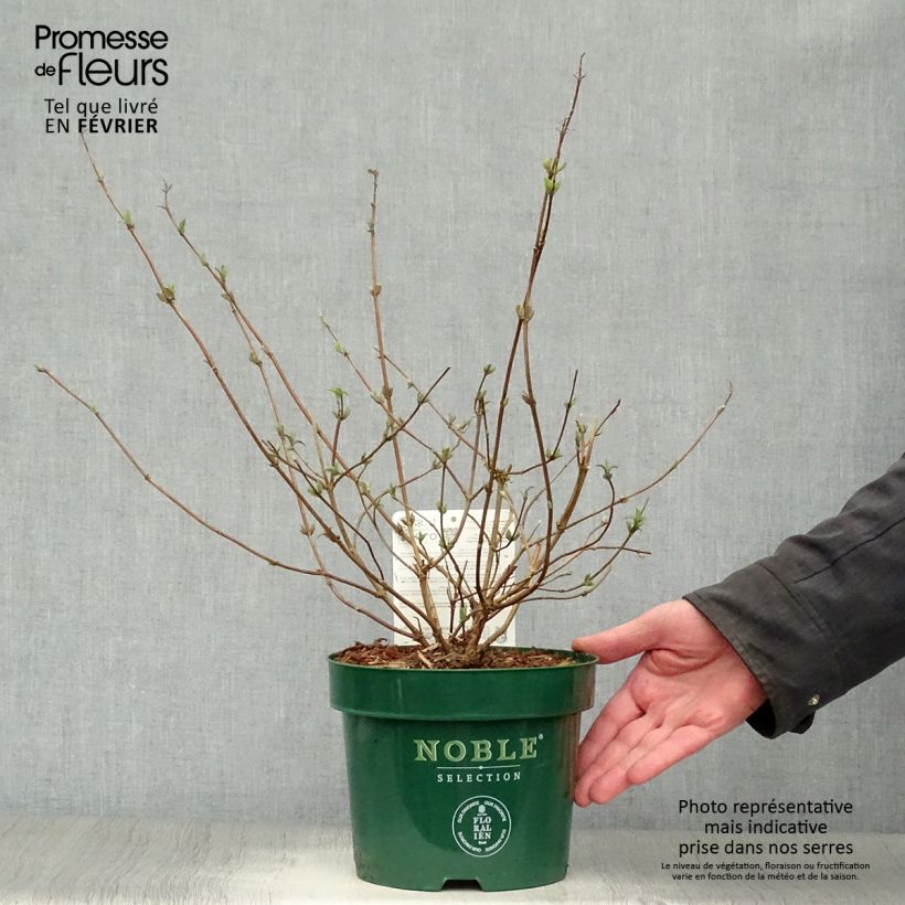 Spécimen de Deutzia setchuenensis Corymbiflora Pot de 2L/3L tel que livré en hiver