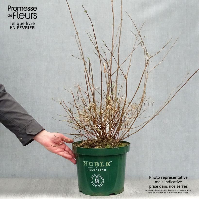 Spécimen de Deutzia setchuenensis Corymbiflora Pot de 7,5L/10L tel que livré en hiver