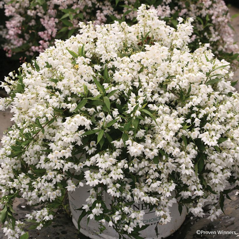 Deutzia Yuki Snowflake - Deutzie (Port)