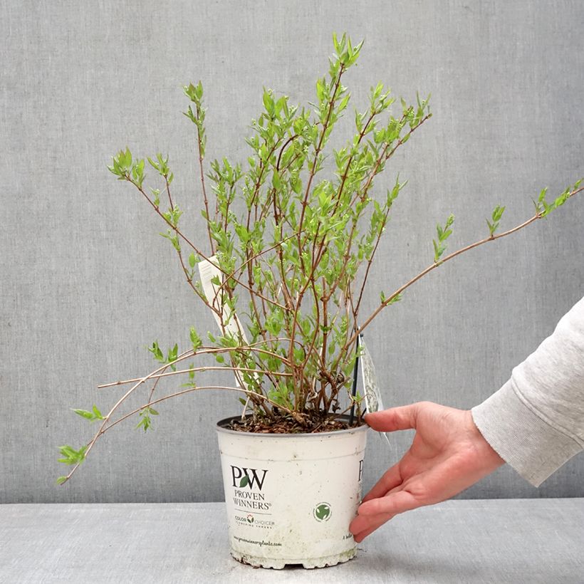 Spécimen de Deutzia Yuki Snowflake - Deutzie Pot de 2L/3L tel que livré au printemps