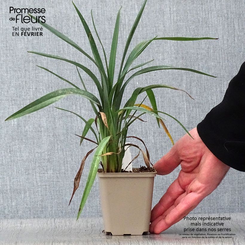 Spécimen de Dianella revoluta Blue Stream Godet de 8/9 cm tel que livré en hiver