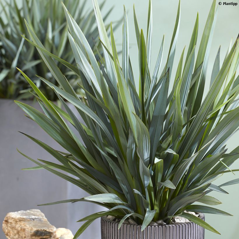 Dianella revoluta Blue Stream (Folhagem)