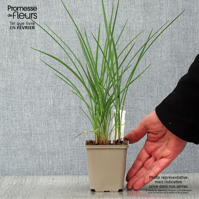 Spécimen de Dianella revoluta Coolvista Godet de 8/9 cm tel que livré en hiver