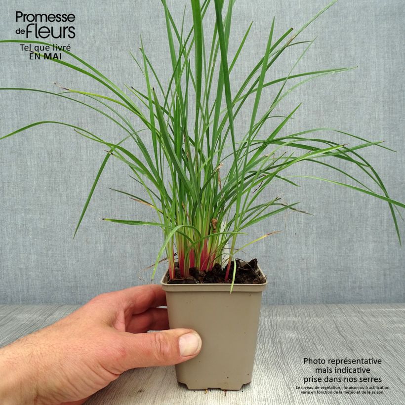 Dianella revoluta Coolvista 8/9 cm pot sample as delivered in spring