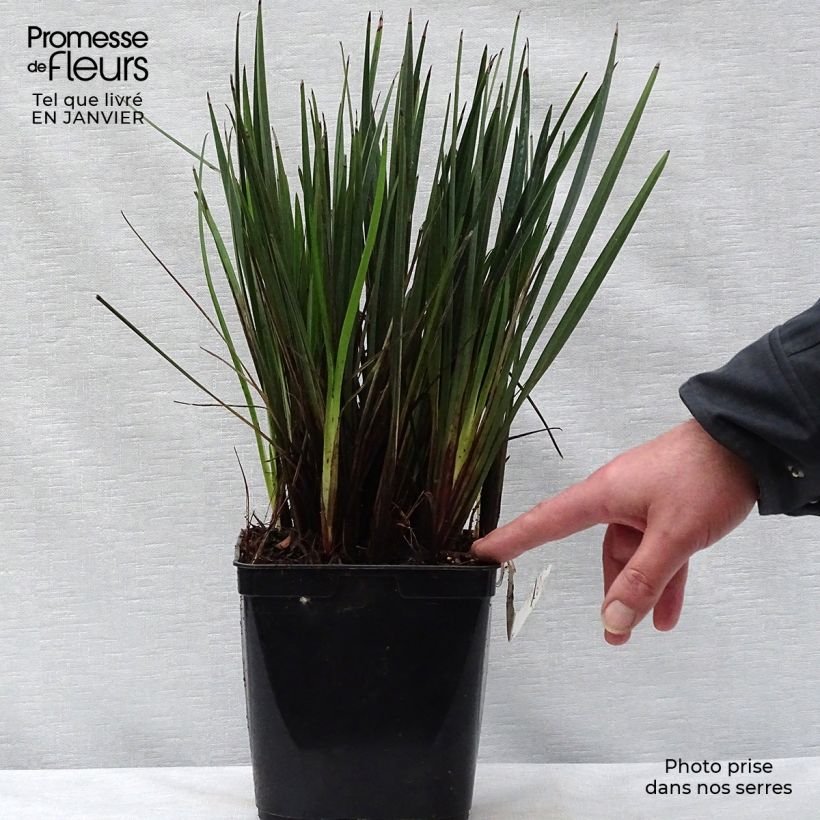 Spécimen de Dianella revoluta Little Rev Pot de 2L/3L tel que livré en hiver