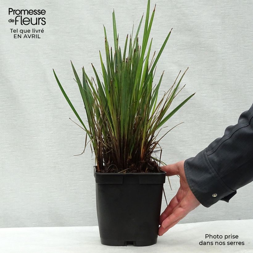Spécimen de Dianella revoluta Little Rev Pot de 2L/3L tel que livré au printemps