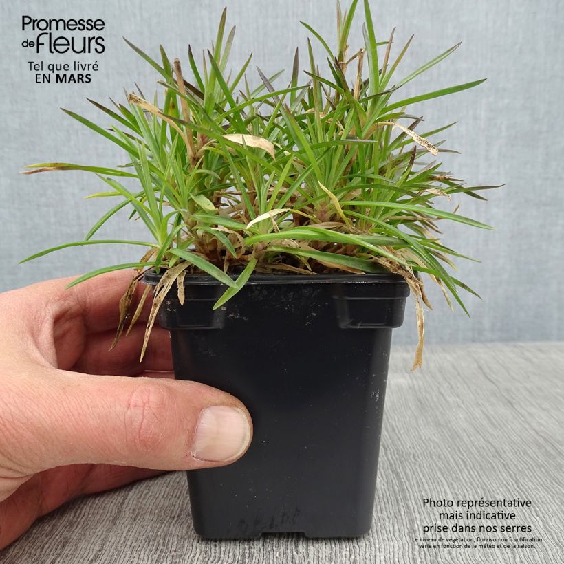 Spécimen de Dianthus Evening Star - Oeillet nain Godet de 7/8 cm tel que livré en hiver