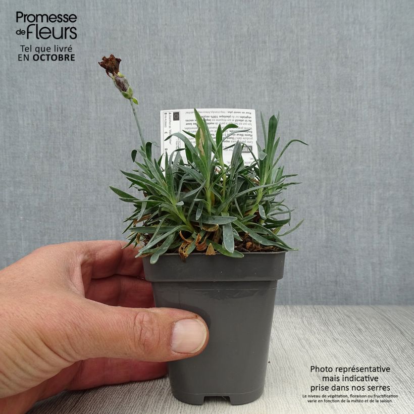 Spécimen de Dianthus Pop Star - Oeillet nain Godet de 8/9 cm tel que livré en automne