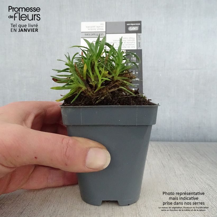 Spécimen de Dianthus Pop Star - Oeillet nain Godet de 8/9 cm tel que livré en hiver