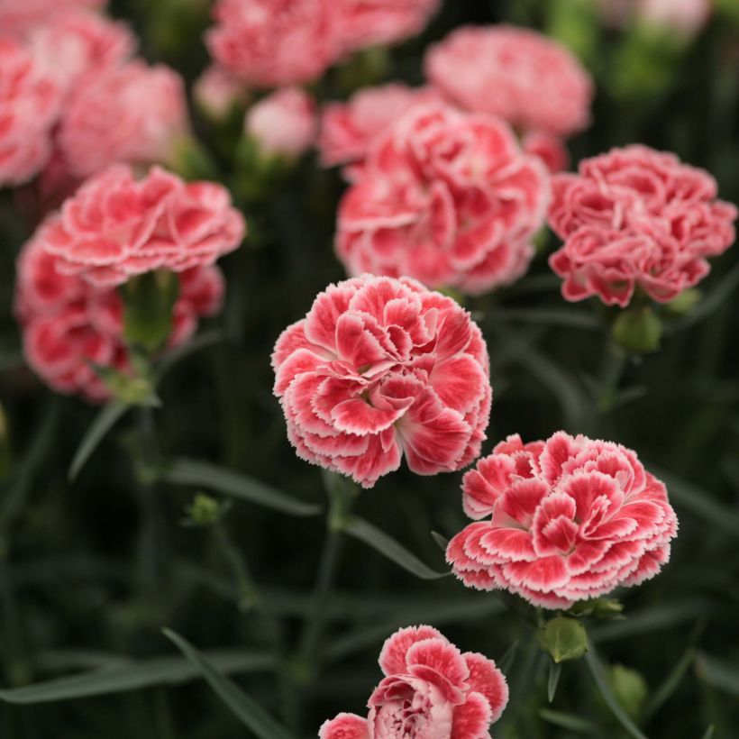 Dianthus Scent First Coral Reef - Œillet mignardise (Floraison)