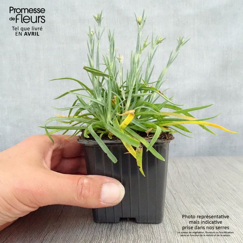 Spécimen de Dianthus Scent First Coral Reef - Œillet mignardise Godet de 7/8 cm tel que livré au printemps