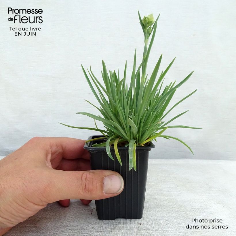 Spécimen de Dianthus Scent First Coral Reef - Œillet mignardise Godet de 7/8 cm tel que livré en été