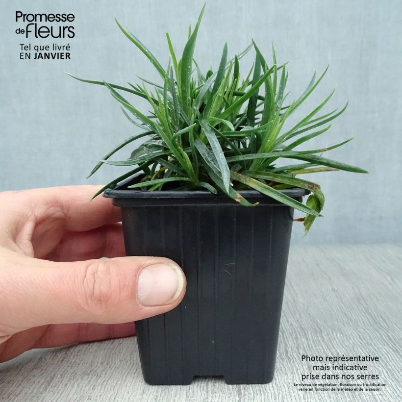 Spécimen de Dianthus Scent First Coral Reef - Œillet mignardise Godet de 7/8 cm tel que livré en hiver