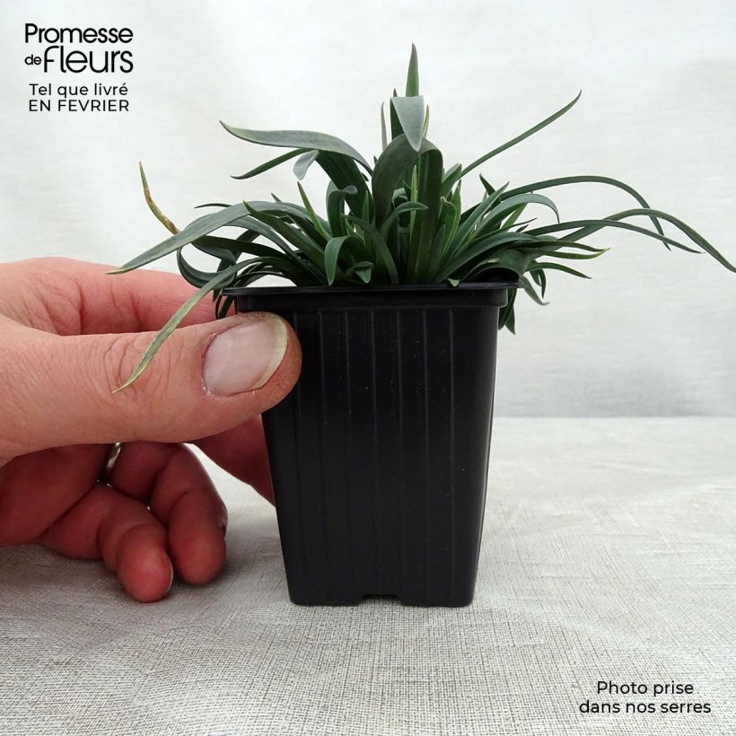 Spécimen de Dianthus Scent First Sugar Plum - Œillet mignardise Godet de 7/8 cm tel que livré en hiver