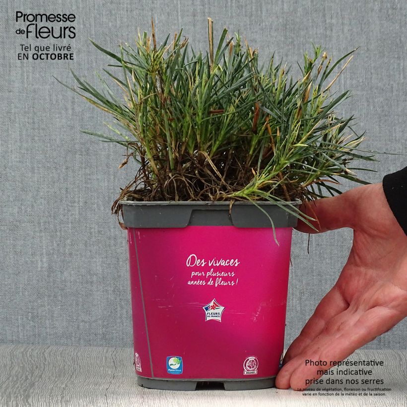 Spécimen de Dianthus Scent First Tickled Pink - Œillet mignardise Pot de 2L/3L tel que livré en automne