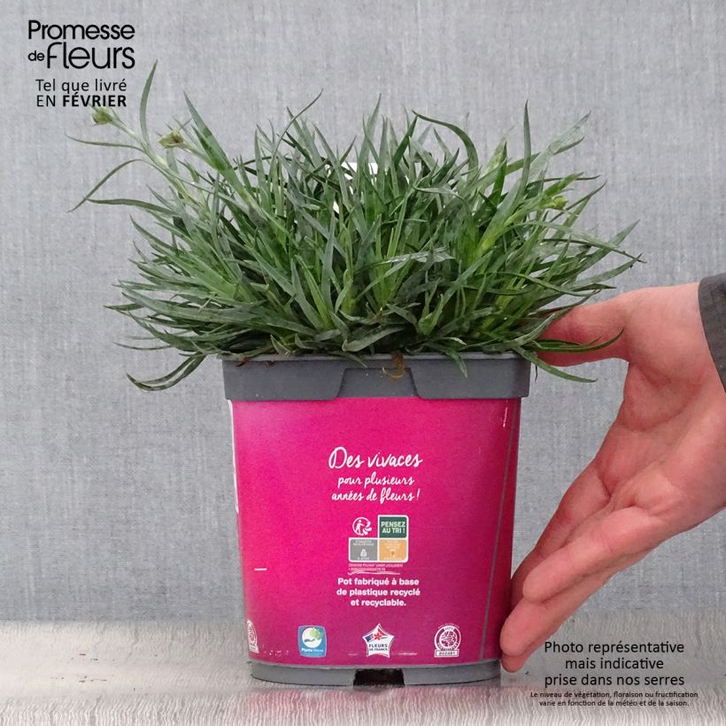 Spécimen de Dianthus Scent First Tickled Pink - Œillet mignardise Pot de 2L/3L tel que livré en hiver
