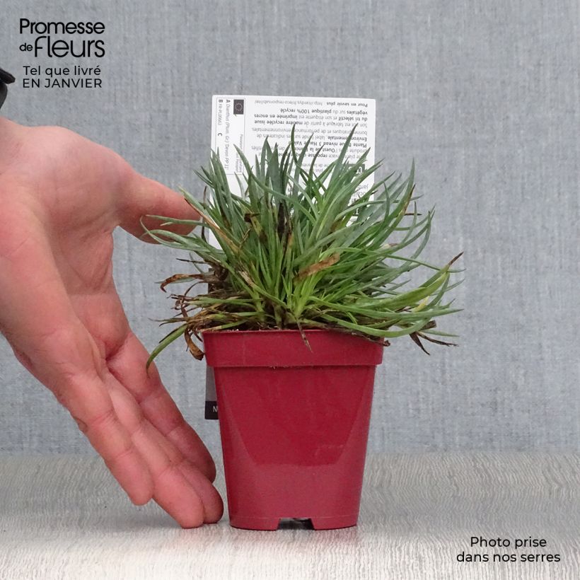 Spécimen de Dianthus Scent First Tickled Pink - Œillet mignardise Godet de 7/8 cm tel que livré en hiver