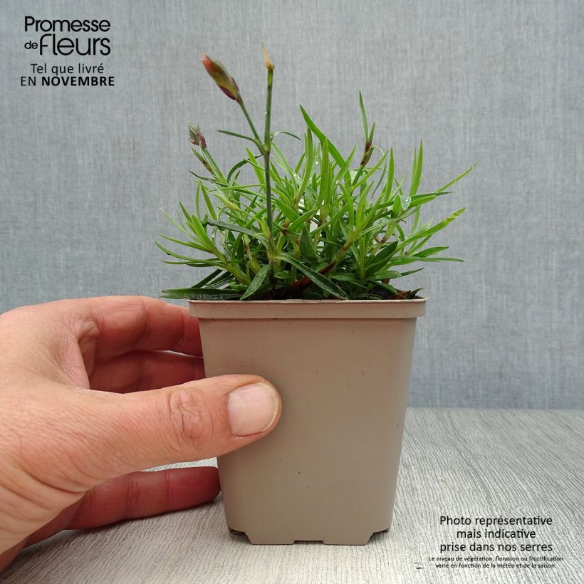Spécimen de Dianthus Vivid Bright Light - Oeillet tapissant Godet de 8/9 cm tel que livré en automne