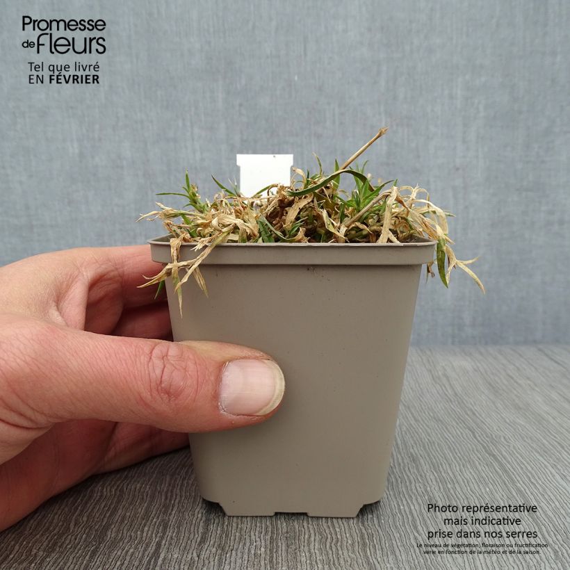 Spécimen de Dianthus Vivid Bright Light - Oeillet tapissant Godet de 8/9 cm tel que livré en hiver