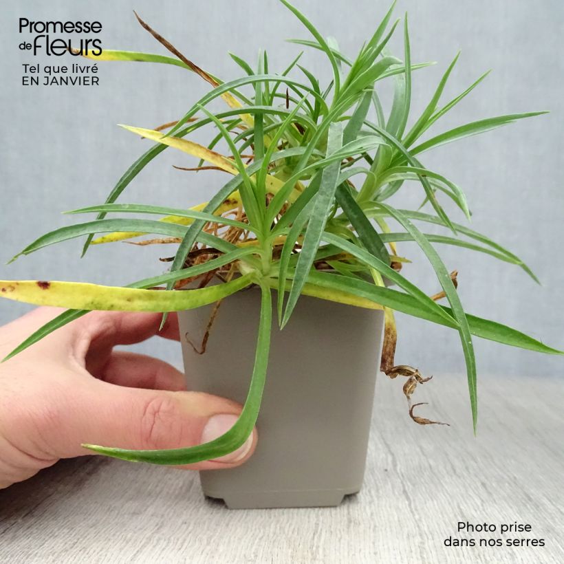 Spécimen de Dianthus allwoodii Alice - Oeillet mignardise rouge et blanc Godet de 8/9 cm tel que livré en hiver