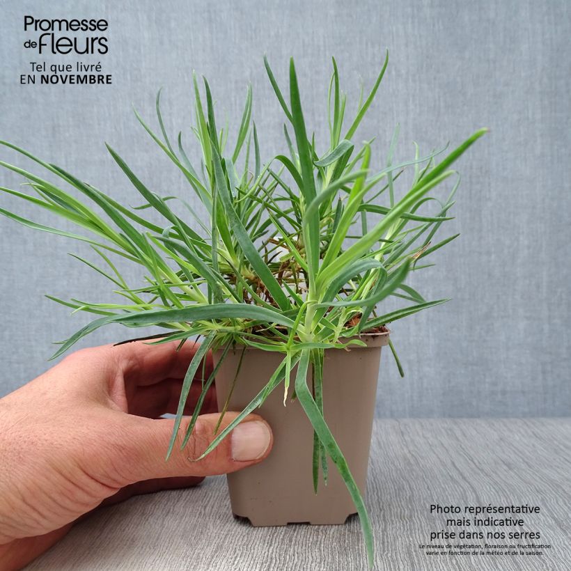 Spécimen de Dianthus allwoodii Romeo - Oeillet mignardise pourpre à centre brun et blanc Godet de 8/9 cm tel que livré en automne
