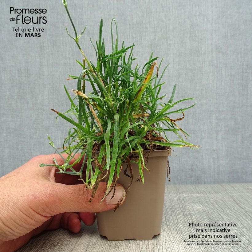 Spécimen de Dianthus allwoodii Romeo - Oeillet mignardise pourpre à centre brun et blanc Godet de 8/9 cm tel que livré au printemps