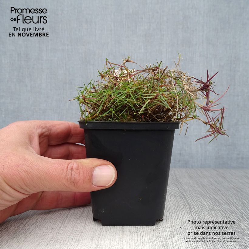Spécimen de Dianthus arenarius - Oeillet des sables Godet de 8/9 cm tel que livré en automne