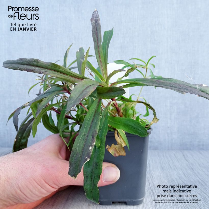 Spécimen de Dianthus barbatus Oeschberg, Oeillet barbu Godet de 8/9 cm tel que livré en hiver