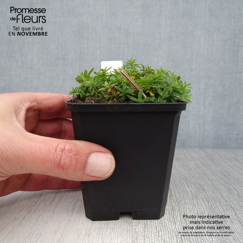 Spécimen de Dianthus deltoides Albiflorus - Oeillet des landes Godet de 8/9 cm tel que livré en automne