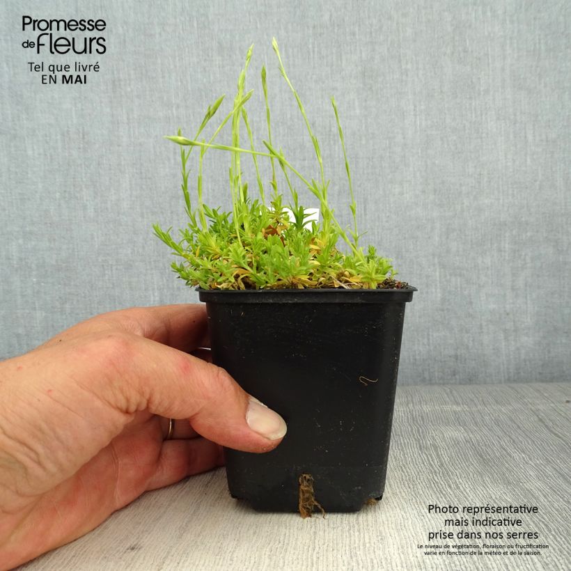 Spécimen de Dianthus deltoides Arctic Fire - Oeillet à delta Godet de 8/9 cm tel que livré au printemps