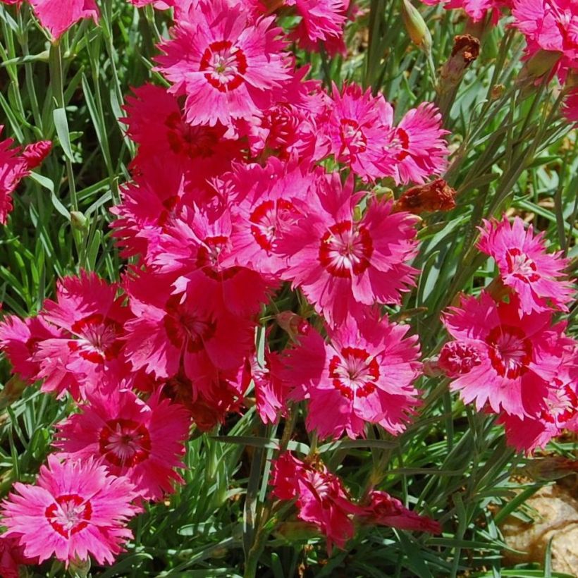 Dianthus deltoides Brillant - Oeillet des landes (Floraison)