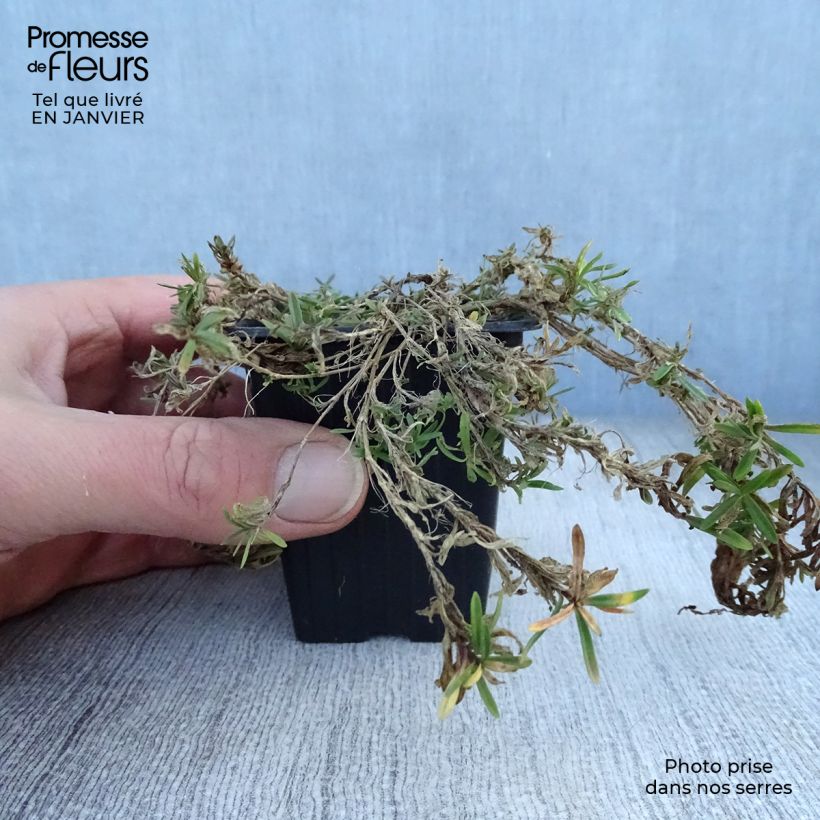 Spécimen de Dianthus deltoides Brillant - Oeillet des landes Godet de 7/8 cm tel que livré en hiver