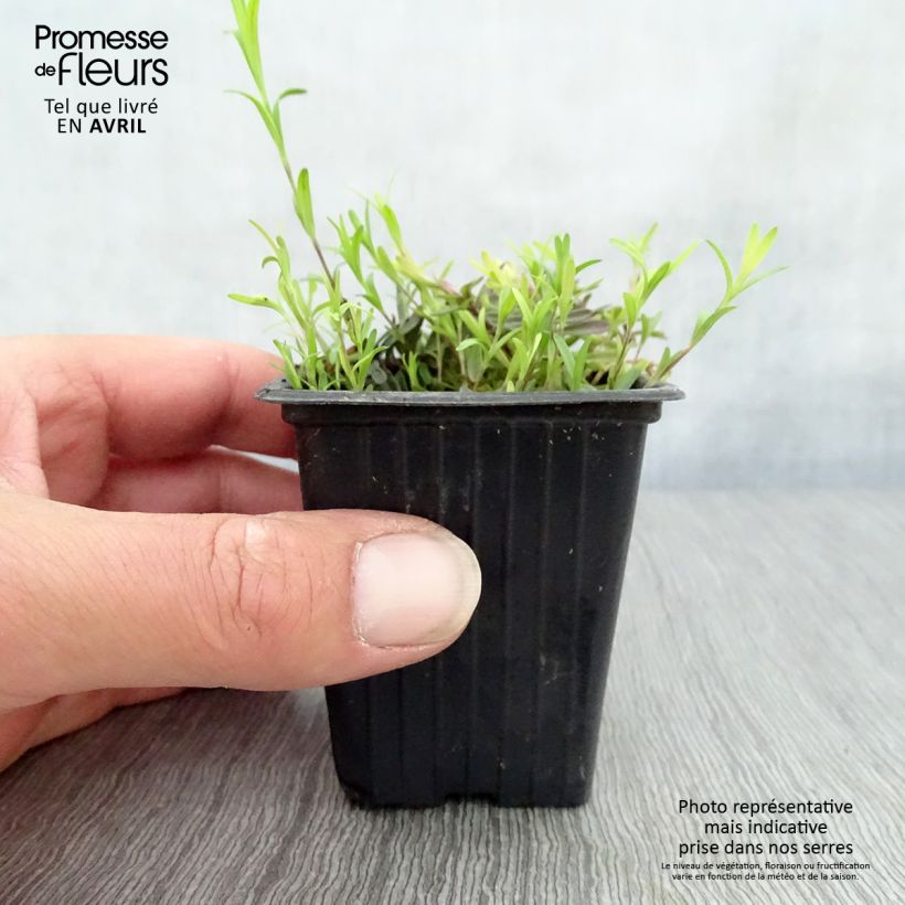 Spécimen de Dianthus deltoides Brillant - Oeillet des landes Godet de 7/8 cm tel que livré au printemps