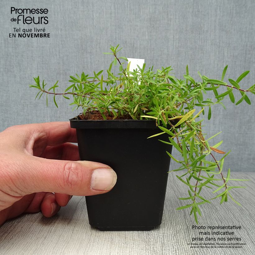 Spécimen de Dianthus deltoides Flashing Light - Oeillet des landes Godet de 8/9 cm tel que livré en automne