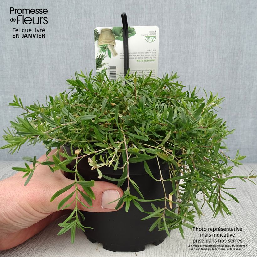Spécimen de Dianthus deltoides - Oeillet à delta Pot de 1,5L/2L tel que livré en hiver