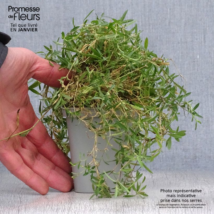 Spécimen de Dianthus deltoides Rosea - Oeillet des landes Godet de 8/9 cm tel que livré en hiver