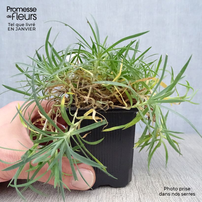 Spécimen de Dianthus gratianopolitanus Eydangeri - Oeillet de pentecôte Godet de 8/9 cm tel que livré en hiver