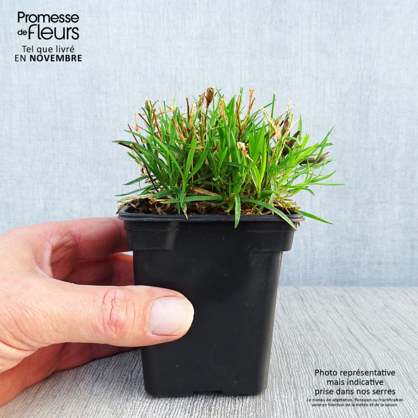 Spécimen de Dianthus gratianopolitanus Kahori - Œillet de pentecôte Godet de 7/8 cm tel que livré en automne