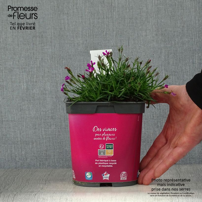 Spécimen de Dianthus gratianopolitanus Kahori - Œillet de pentecôte Pot de 2L/3L tel que livré en hiver