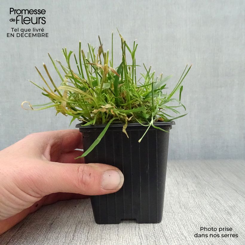 Spécimen de Dianthus gratianopolitanus Kahori - Œillet de pentecôte Godet de 7/8 cm tel que livré en hiver