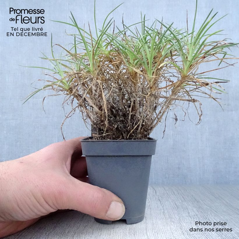 Spécimen de Dianthus plumarius Cranmere Pool - Oeillet mignardise Godet de 7/8 cm tel que livré en hiver