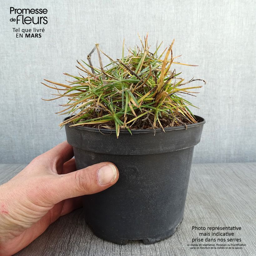 Spécimen de Dianthus plumarius Cranmere Pool - Oeillet mignardise Pot de 2L/3L tel que livré en hiver