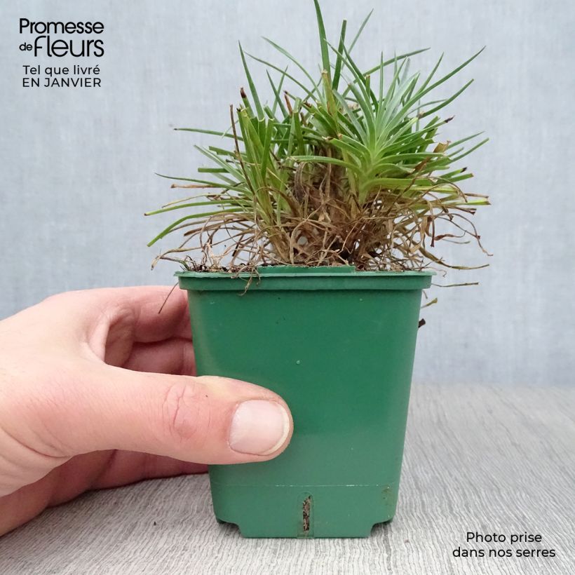 Spécimen de Dianthus plumarius Desmond - Oeillet mignardise rouge foncé Godet de 8/9 cm tel que livré en hiver